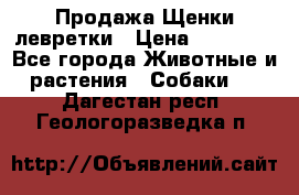 Продажа Щенки левретки › Цена ­ 40 000 - Все города Животные и растения » Собаки   . Дагестан респ.,Геологоразведка п.